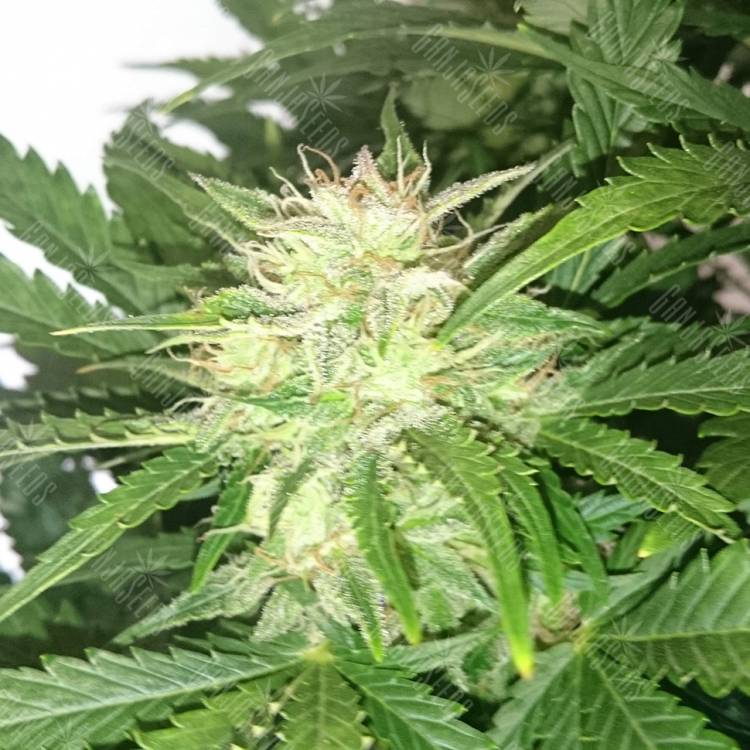 качественные семена конопли White Diesel regular Ganja Seeds качественные семена конопли White Diesel regular Ganja Seeds