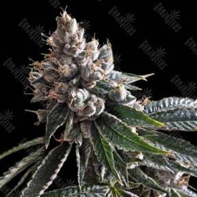 Golden Lemons feminised DNA Genetics