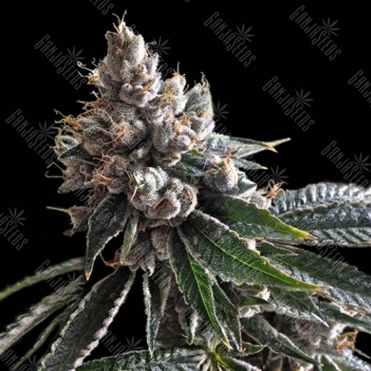 семена конопли дешево Golden Lemons feminised DNA Genetics семена конопли дешево Golden Lemons feminised DNA Genetics