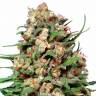 семена индийской конопли Skunk #1 regular Dutch Passion Seeds семена индийской конопли Skunk #1 regular Dutch Passion Seeds