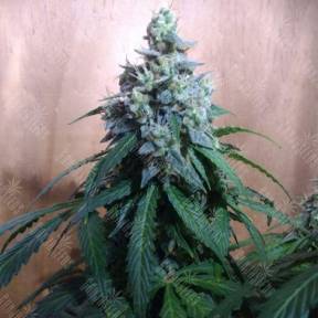 Auto Nefertiti feminised Pyramid Seeds