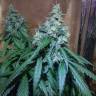 где заказать семена конопли Auto Nefertiti feminised Pyramid Seeds