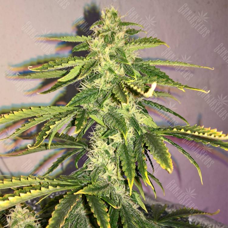 семена индийской конопли Auto Quick One feminised Royal Queen семена индийской конопли Auto Quick One feminised Royal Queen