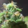 мощные семена конопли Auto Quick One feminised Royal Queen мощные семена конопли Auto Quick One feminised Royal Queen