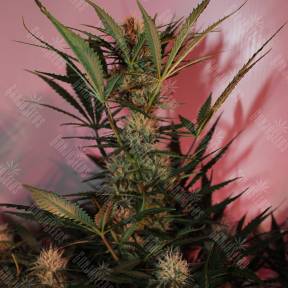 Auto Cream Mandarine XL feminised Sweet Seeds