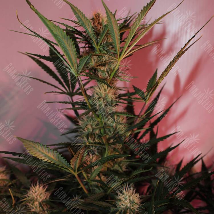семена конопли автоцвет Auto Cream Mandarine XL feminised Sweet Seeds семена конопли автоцвет Auto Cream Mandarine XL feminised Sweet Seeds