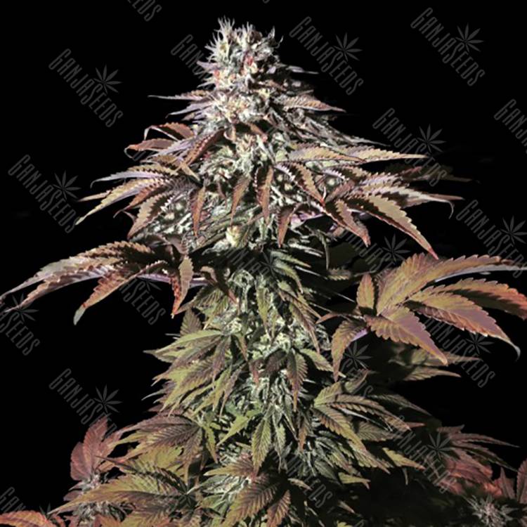 семена конопли недорого Landysh feminised VIP Seeds
