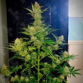 Auto Glueberry O.G. feminised Ganja Seeds