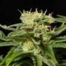 Семена ганжы California Hash Plant feminised Ganja Seeds заказать