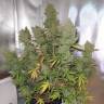 конопля семена сорта заказать Auto Blueberry feminised конопля семена сорта заказать Auto Blueberry feminised