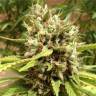 Auto Blueberry feminised Dutch Passion Seeds