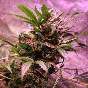 Irbis feminised Bang Seeds