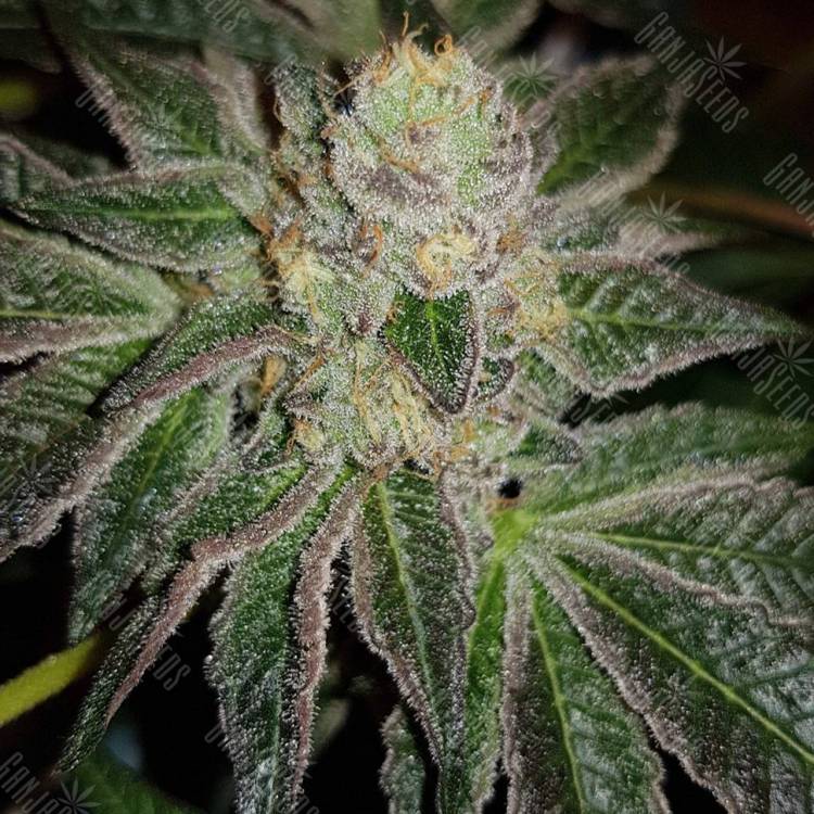 семена конопли индика Auto Goverla regular семена конопли индика Auto Goverla regular