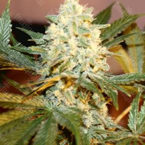 White Rhino regular Ganja Seeds