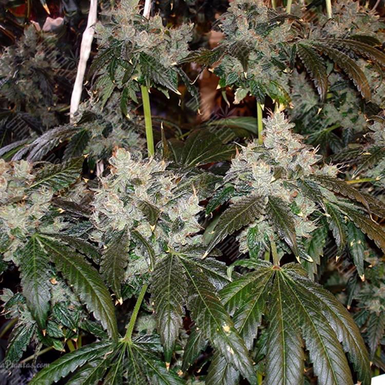 семена конопли в оригинальных упаковках Dr. Grinspoon feminised Barneys Farm