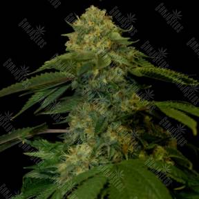 Holy Grail Kush feminised DNA Genetics