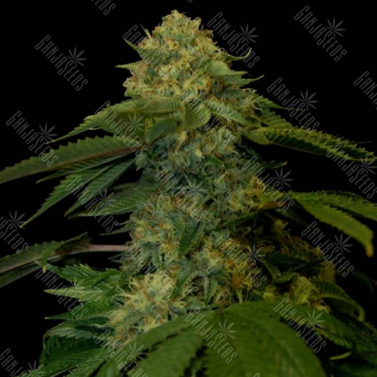 семена индийской конопли Holy Grail Kush feminised DNA Genetics