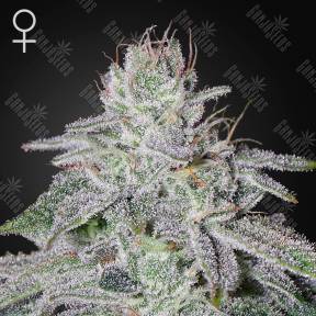 Franco's Lemon Cheese feminised Green House Seeds