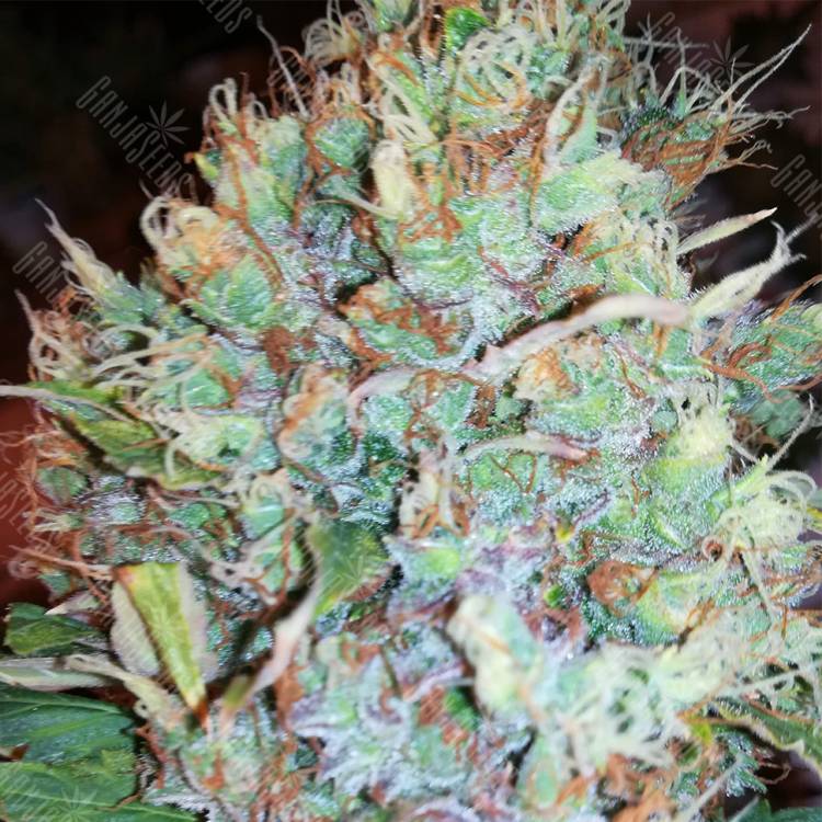 автоцветущие семена конопли Auto Royal AK feminised Royal Queen автоцветущие семена конопли Auto Royal AK feminised Royal Queen