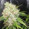 семена сортовой конопли Auto Royal AK feminised Royal Queen семена сортовой конопли Auto Royal AK feminised Royal Queen