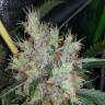 качественные семена конопли Auto Royal AK feminised Royal Queen качественные семена конопли Auto Royal AK feminised Royal Queen