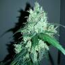 семена конопли Москва Auto Crystal Candy feminised Sweet Seeds
