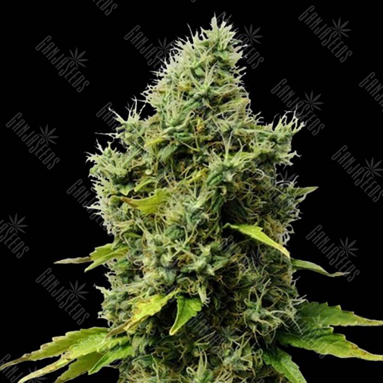 купить семена конопли Mr.Fix feminised VIP Seeds