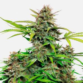 Auto Snow Queen feminised Ganja Seeds