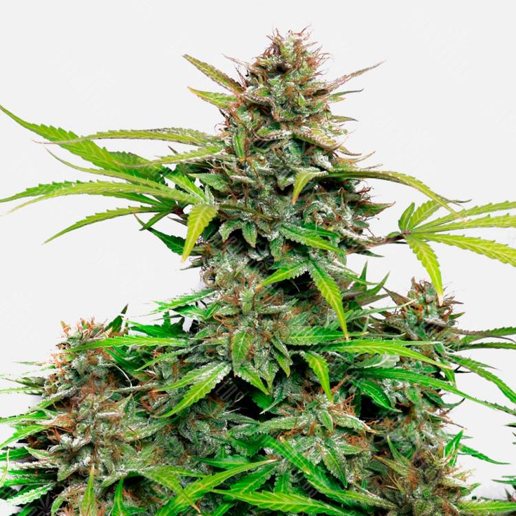 Семена марихуаны Auto Snow Queen feminised Ganja Seeds
