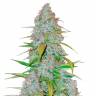 Недорогие семена конопли Auto Snow Queen feminised Ganja Seeds
