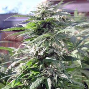 Sensi Skunk feminised Ganja Seeds