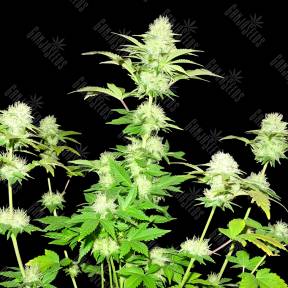 Hindu Kush x White Russian feminised Ganja Seeds