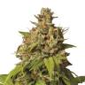 The Doctor feminised Ganja Seeds The Doctor feminised Ganja Seeds