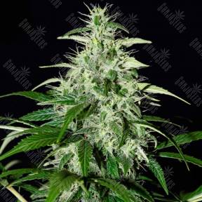 Auto Kalashnikova feminised Green House Seeds