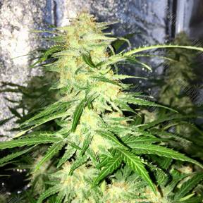 Auto Lemon Sativa feminised RuSeeds