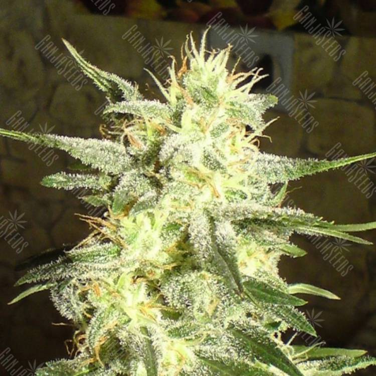 семена конопли Россия G13 Haze feminised Barneys Farm