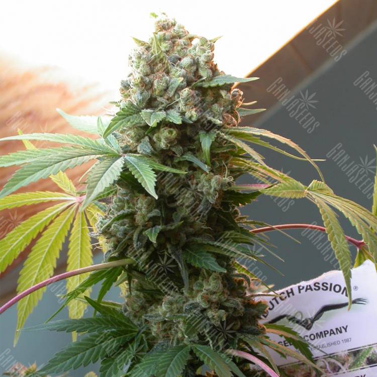 семена конопли элитных сортов White Widow x The Ultimate regular Dutch Passion Seeds семена конопли элитных сортов White Widow x The Ultimate regular Dutch Passion Seeds