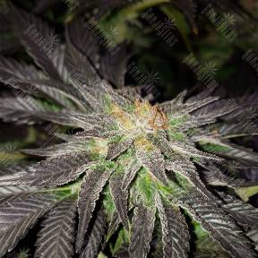 Pure Power Plant regular Nirvana Seeds