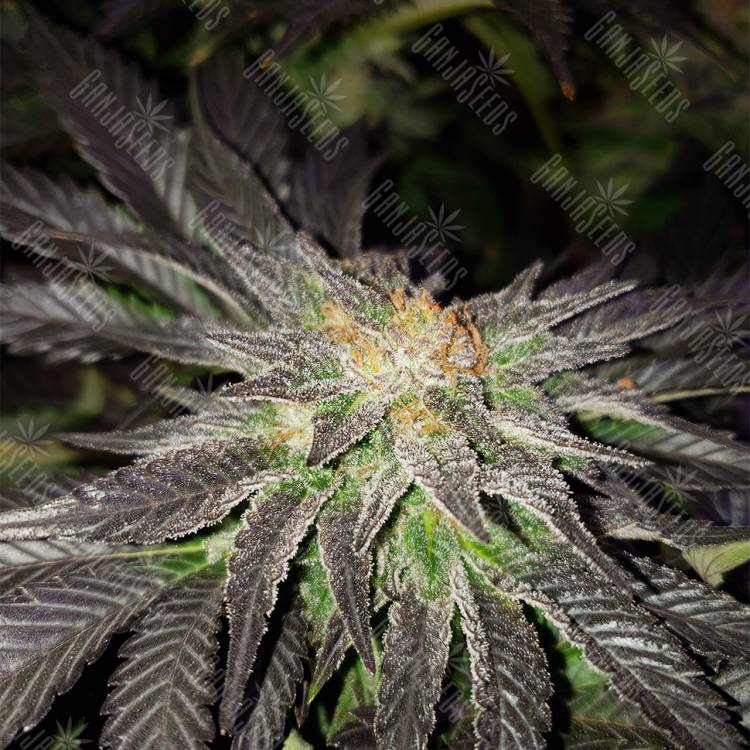 семена конопли наложенным платежом Pure Power Plant regular Nirvana Seeds семена конопли наложенным платежом Pure Power Plant regular Nirvana Seeds