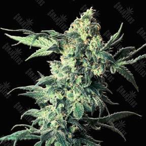 Northern Vip feminised VIP Seeds