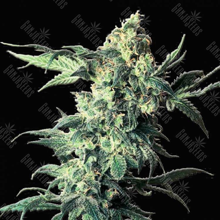 семена конопли Россия Northern Vip feminised VIP Seeds