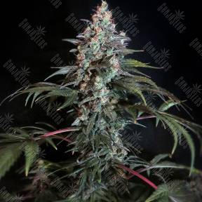 Auto Opium feminised Ganja Seeds