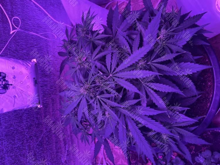 Ровно месяц