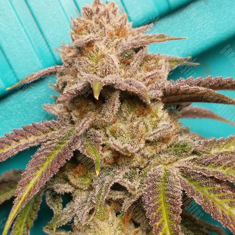 купить семена конопли с доставкой San Fernando Lemon Kush feminised купить семена конопли с доставкой San Fernando Lemon Kush feminised