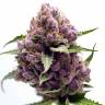 купить хорошие семена конопли Purple Kush feminised купить хорошие семена конопли Purple Kush feminised