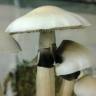 купить отпечатки псилоцибиновых грибов Albino A+