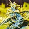 хорошие семена конопли Auto Northern Lights feminised Green House Seeds