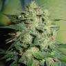 семена конопли автоцвет Auto Northern Lights feminised Green House Seeds