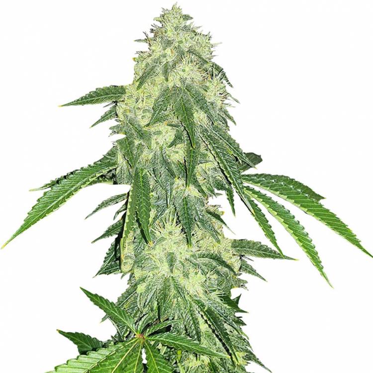 где можно заказать семена конопли Auto Northern Lights feminised Green House Seeds