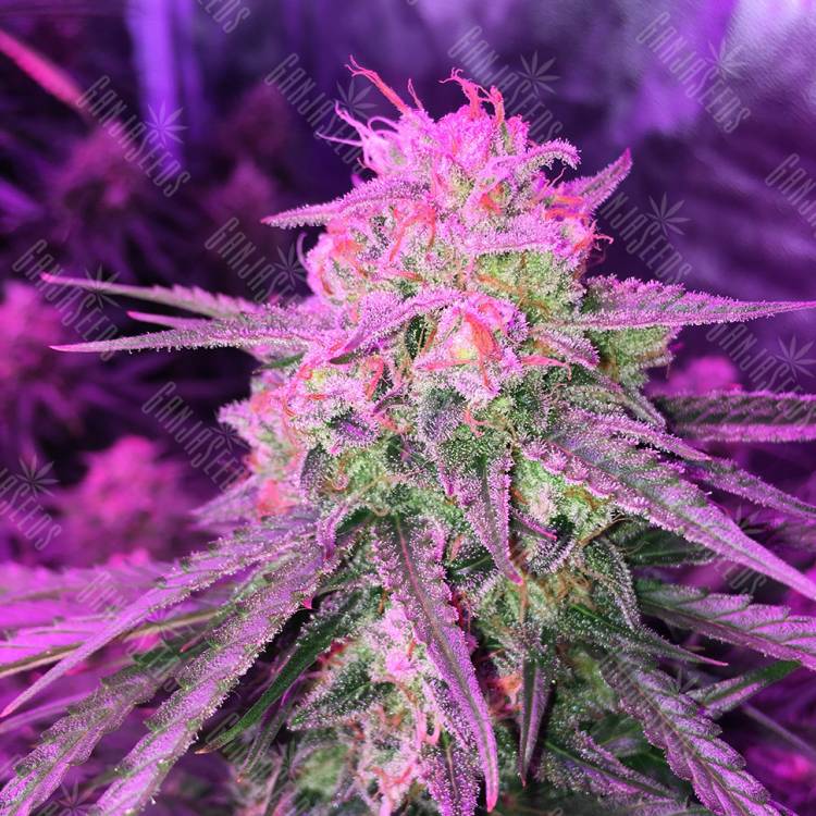 Auto Cinderella Jack feminised Dutch Passion Seeds Auto Cinderella Jack feminised Dutch Passion Seeds